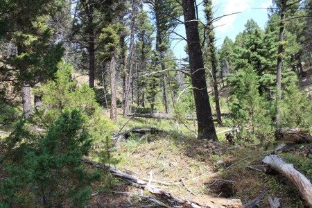 ~14 Acre Gold Mining Claim & Hunting Retreat Near Basin, MT - image 33