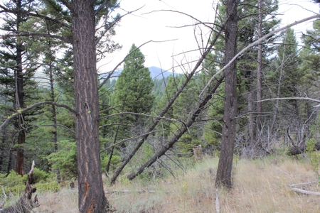 ~14 Acre Gold Mining Claim & Hunting Retreat Near Basin, MT - image 14