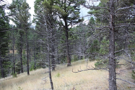 ~14 Acre Gold Mining Claim & Hunting Retreat Near Basin, MT - image 20