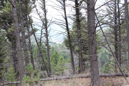 ~14 Acre Gold Mining Claim & Hunting Retreat Near Basin, MT - image 9
