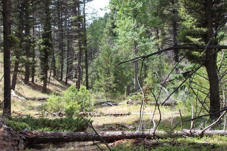 ~14 Acre Gold Mining Claim & Hunting Retreat Near Basin, MT - image 30