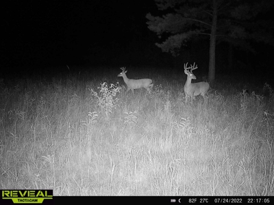 East Texas Timber/Hunting/Recreational Land For Sale - image 17