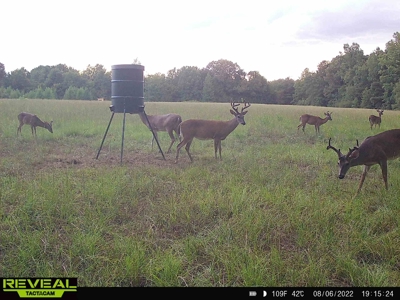 East Texas Timber/Hunting/Recreational Land For Sale - image 21