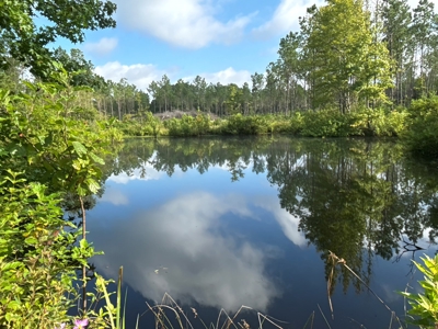 East Texas Timber/Hunting/Recreational Land For Sale - image 26