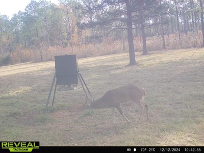 East Texas Timber/Hunting/Recreational Land For Sale - image 39
