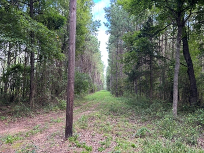 East Texas Timber/Hunting/Recreational Land For Sale - image 22
