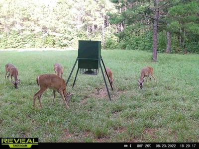 East Texas Timber/Hunting/Recreational Land For Sale - image 19