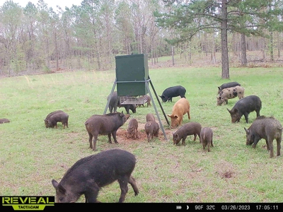 East Texas Timber/Hunting/Recreational Land For Sale - image 18