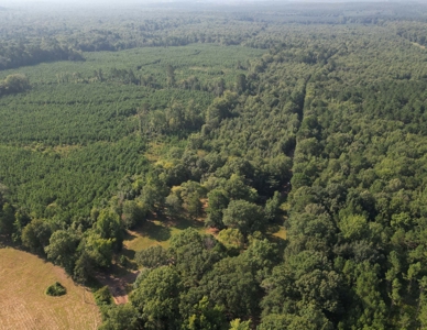 East Texas Timber/Hunting/Recreational Land For Sale - image 14