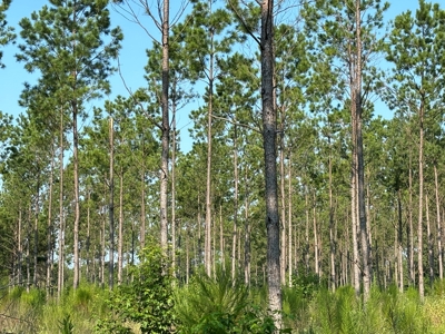 East Texas Timber/Hunting/Recreational Land For Sale - image 28