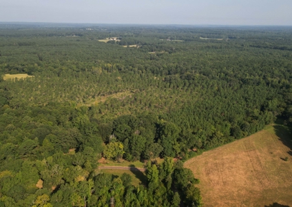 East Texas Timber/Hunting/Recreational Land For Sale - image 4