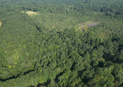 East Texas Timber/Hunting/Recreational Land For Sale - image 7