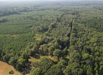 East Texas Timber/Hunting/Recreational Land For Sale - image 13