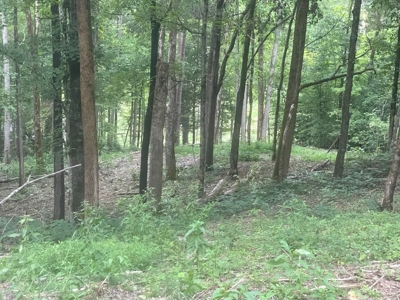 Land in Albany, Kentucky - image 10