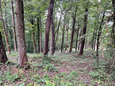 Land in Albany, Kentucky - image 8