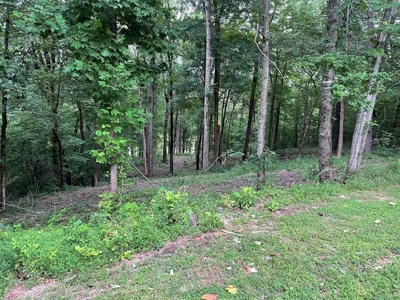 Land in Albany, Kentucky - image 3