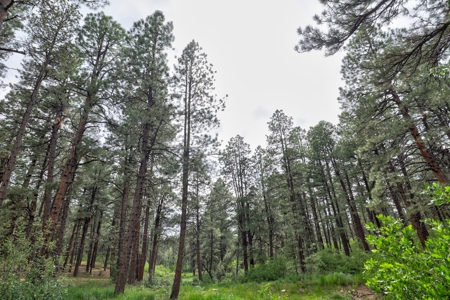 Log Home on Acreage For Sale in Mancos, CO - image 9