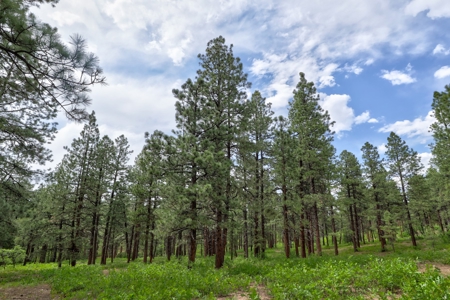 Log Home on Acreage For Sale in Mancos, CO - image 8