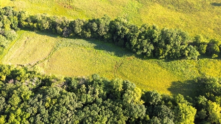 Diverse 145 +/- Acre Clarke County Farmland with CRP Income, - image 4