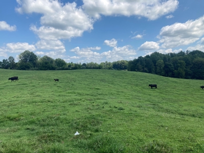 Farm For Sale in Barren County, Kentucky - image 2