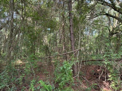 22.41 Acres For Sale In Lake City Florida - image 2