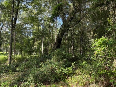 22.41 Acres For Sale In Lake City Florida - image 4