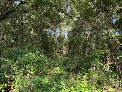 22.41 Acres For Sale In Lake City Florida - image 5