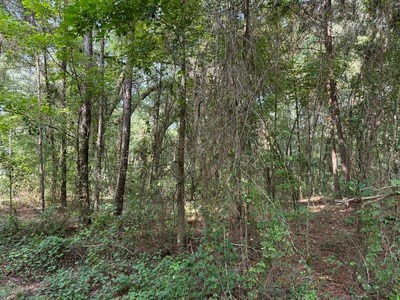 22.41 Acres For Sale In Lake City Florida - image 3