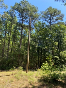 7+ Lakefront Acres in Shelby County, TX - image 6