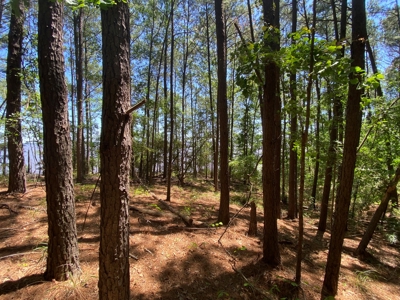 7+ Lakefront Acres in Shelby County, TX - image 14