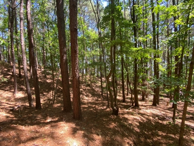 7+ Lakefront Acres in Shelby County, TX - image 12