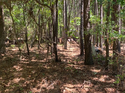 7+ Lakefront Acres in Shelby County, TX - image 9