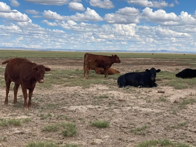 Expansive 540-Acre Grazing Land in Torrance County - image 5