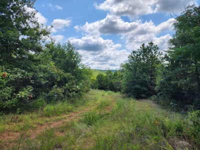 Country Acreage – National Forest Area – Creek Frontage - image 11