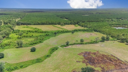 Mississippi Cattle Farm For Sale Pearl River County - image 13