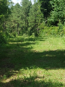 Recreational Property In Winn Parish For Sale - image 11