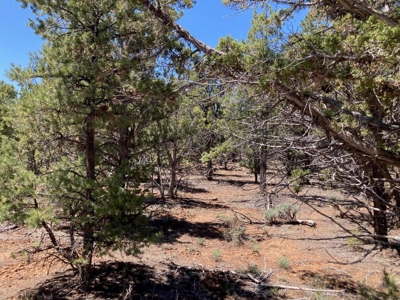Land For Sale Log Hill, Ridgway, Colorado - image 11