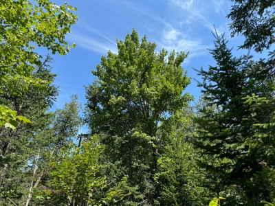 324± Acres of Maine Land - image 25
