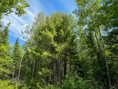 324± Acres of Maine Land - image 19