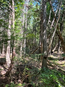 324± Acres of Maine Land - image 33