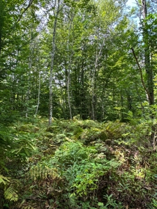 324± Acres of Maine Land - image 31