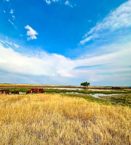 Cow Island Trail Ranch: A Rare Opportunity In The Bear Paws - image 30