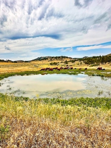 Cow Island Trail Ranch: A Rare Opportunity In The Bear Paws - image 21