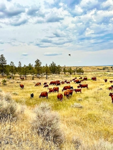 Cow Island Trail Ranch: A Rare Opportunity In The Bear Paws - image 17