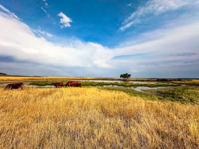 Cow Island Trail Ranch: A Rare Opportunity In The Bear Paws - image 29