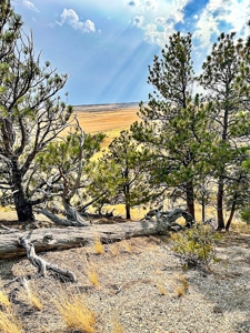 Cow Island Trail Ranch: A Rare Opportunity In The Bear Paws - image 34