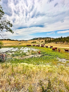 Cow Island Trail Ranch: A Rare Opportunity In The Bear Paws - image 20