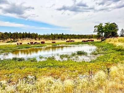 Cow Island Trail Ranch: A Rare Opportunity In The Bear Paws - image 16
