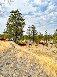 Cow Island Trail Ranch: A Rare Opportunity In The Bear Paws - image 19