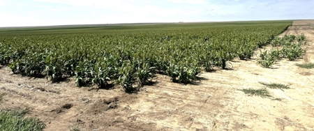 Cheyenne County Kansas Farmland For Sale - image 3